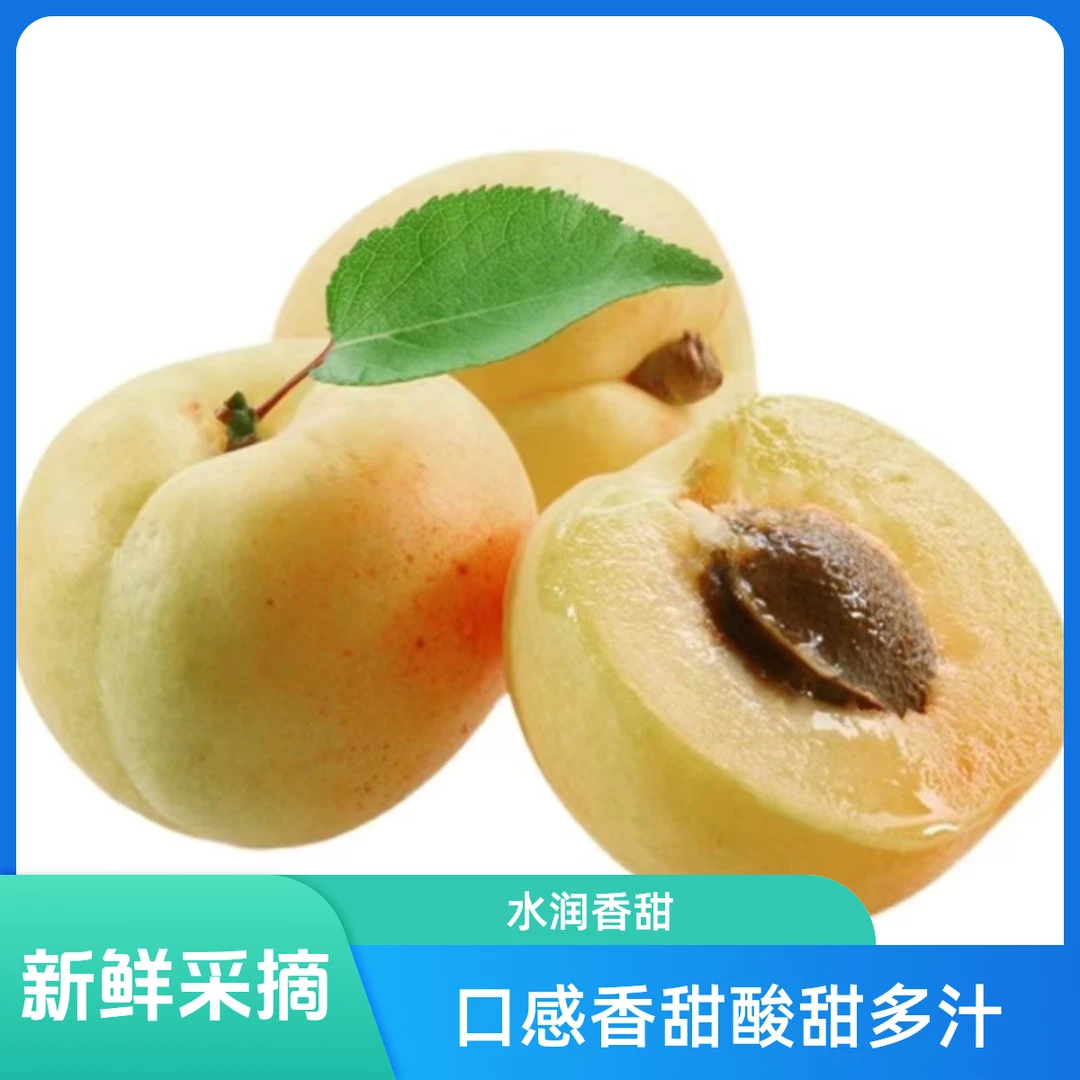 香白杏新鲜采摘杏仁可食口感酸甜多汁银白杏