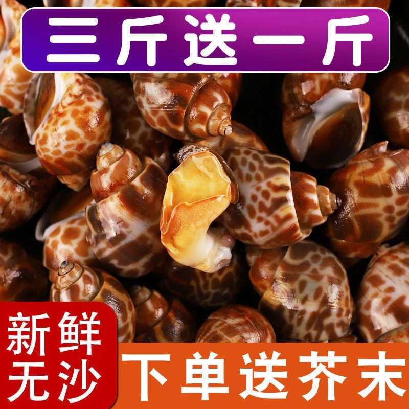 玉螺加拿大俄罗斯精品翡翠螺花螺鲜活冷冻新鲜螺类海螺香螺螺大螺