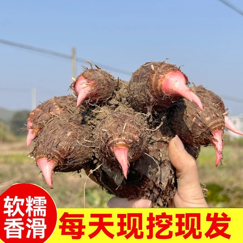 广西荔浦小芋头红芽小芋头新鲜红艿芋牛奶油芋头湖南香糯毛芋包赔