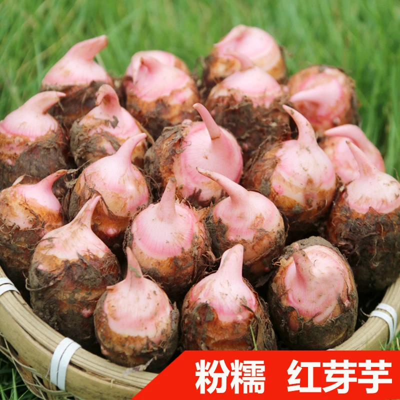 现挖新鲜红芽芋头牛奶小芋头仔仔芋头口感好吃香糯山东芋艿大果