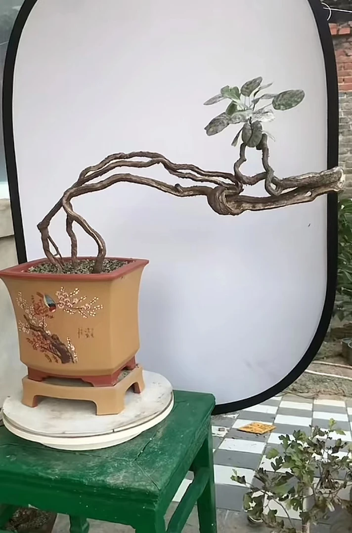 红叶黄栌，照片仅供参考，本链接只在直播间下单为准，不包邮