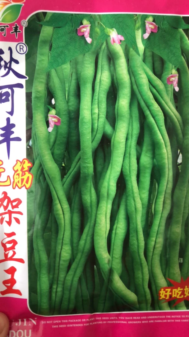 无筋架豆王豆角种子