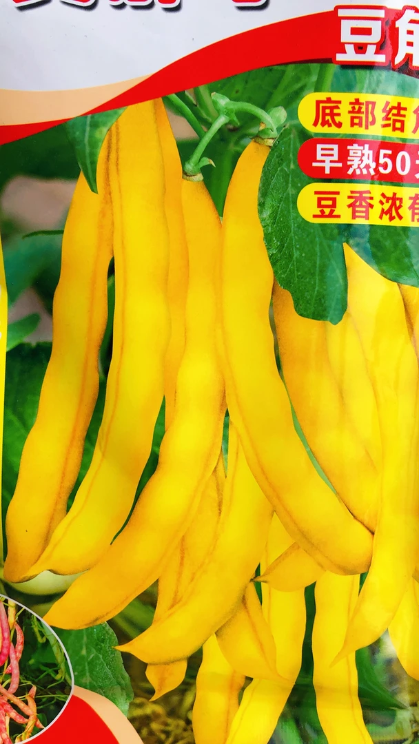 搭架黄金钩豆角种子