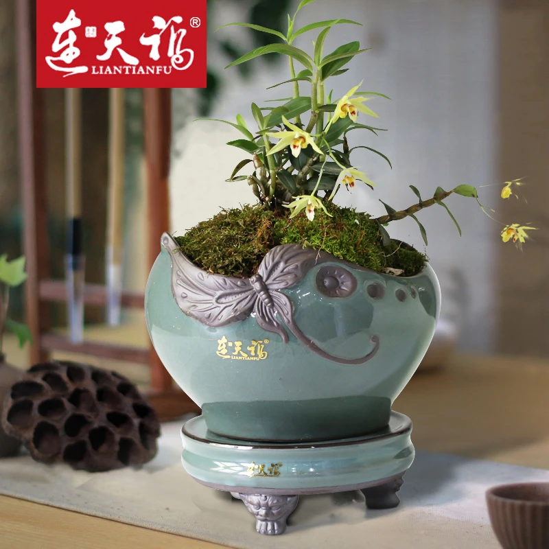 冠豸山铁皮石斛兰科类种植紫砂陶瓷创意定制花盆种类多基地直发
