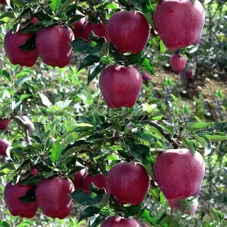 带箱10斤甘肃天水特产花牛苹果自然熟甜脆粉两吃香甜应季新鲜水果