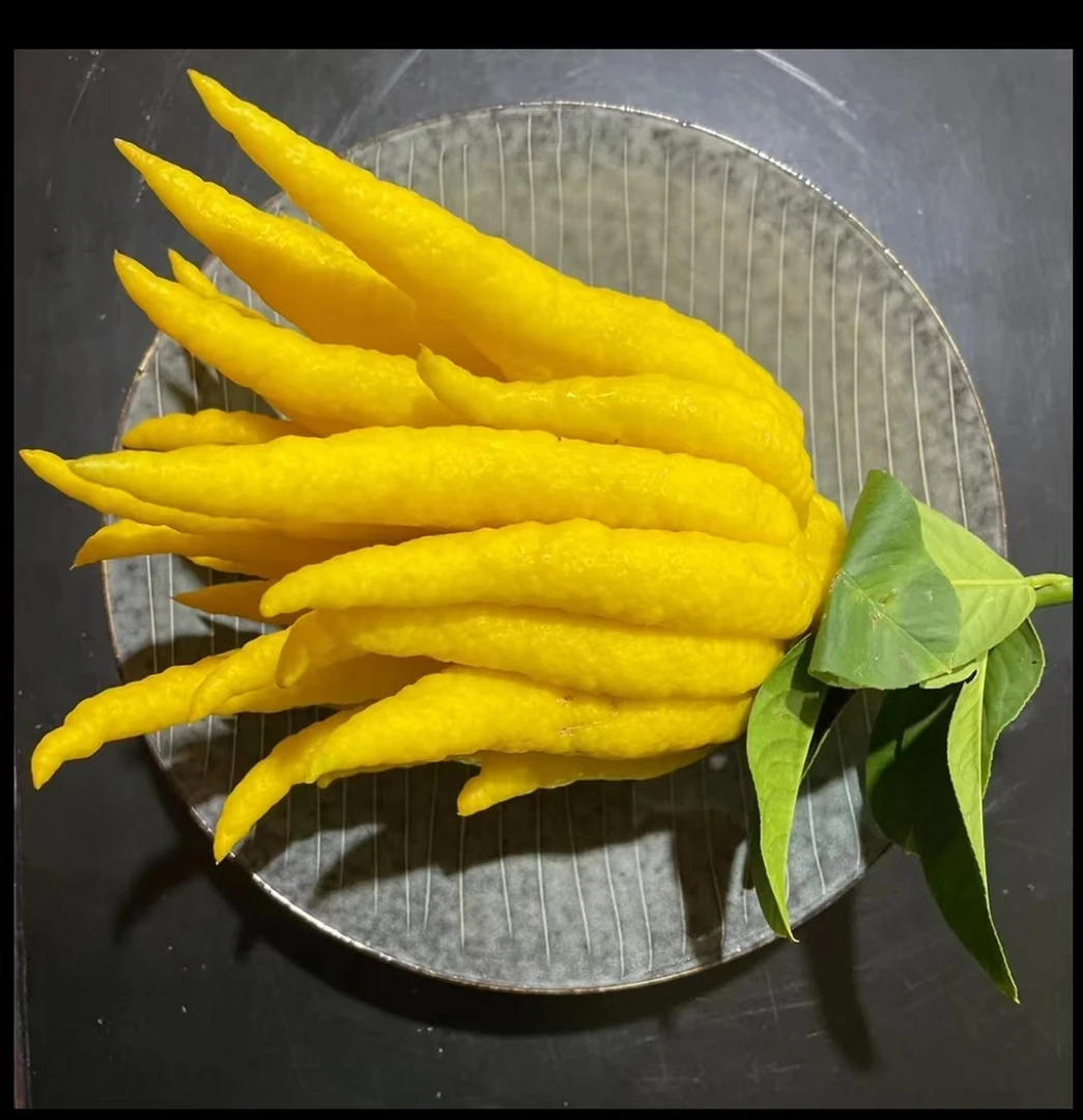佛手，可清贡，闻香，观赏，入药，食用，像佛陀的手，寓意着智慧和力量