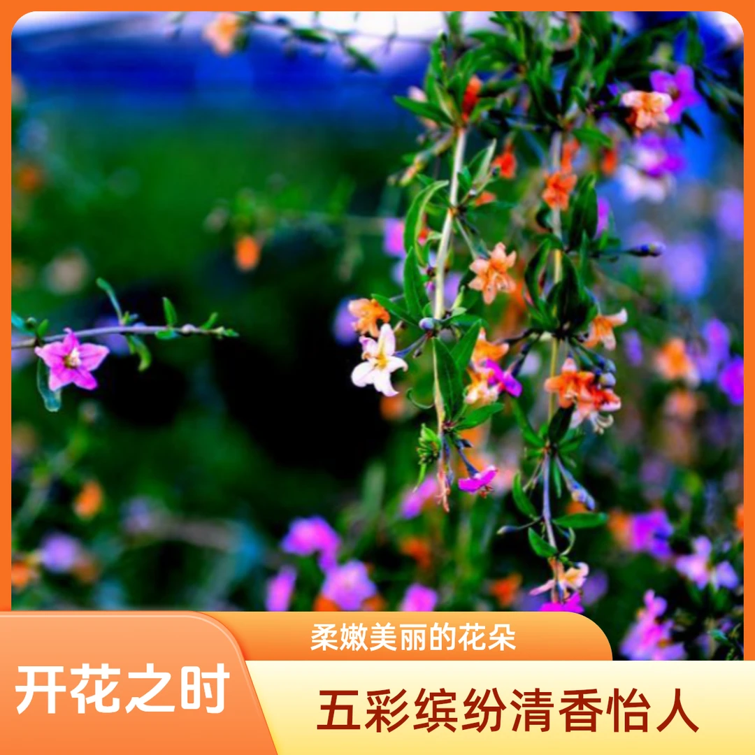【07春季福利】枸杞盆景造型老桩植树节庭院别墅阳台种植现挖好养活