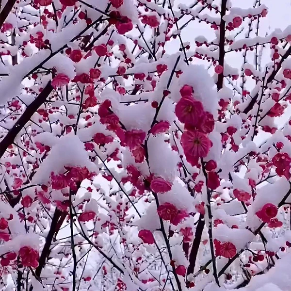 【一物一拍】梅花盆栽