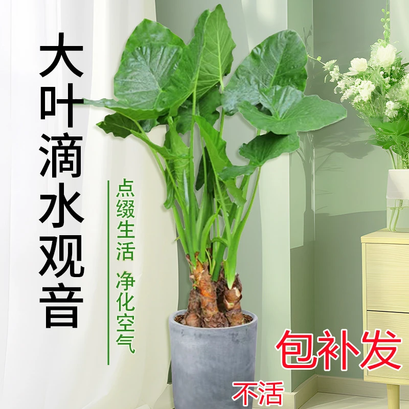 滴水观音 8-10年家老桩客厅阳台生长观赏植物