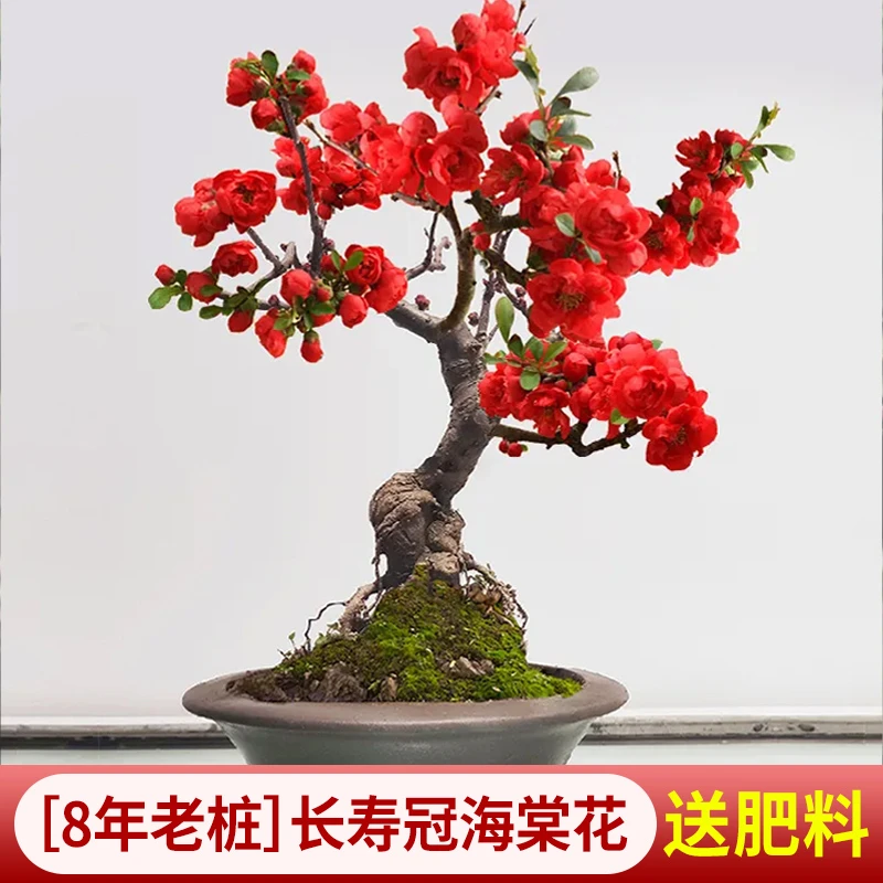 海棠花盆栽树苗盆景重瓣老桩庭院绿植物室内四季花卉开花好养易活