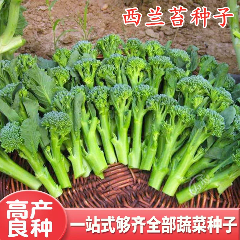 西兰苔种子西洋芥兰种籽小西蓝花芥蓝菜苔菜心四季蔬菜高产包邮