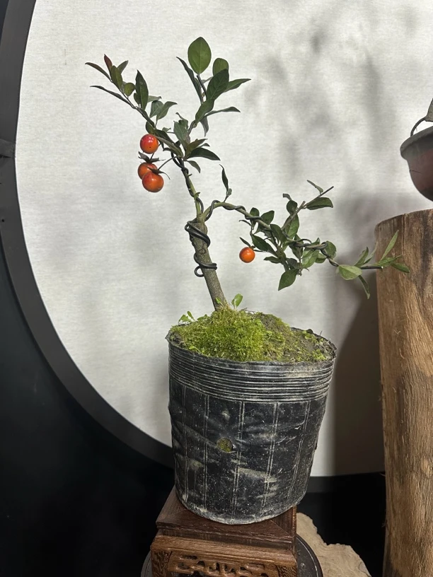 金弹子紫阳金丹嫁接苗随机发