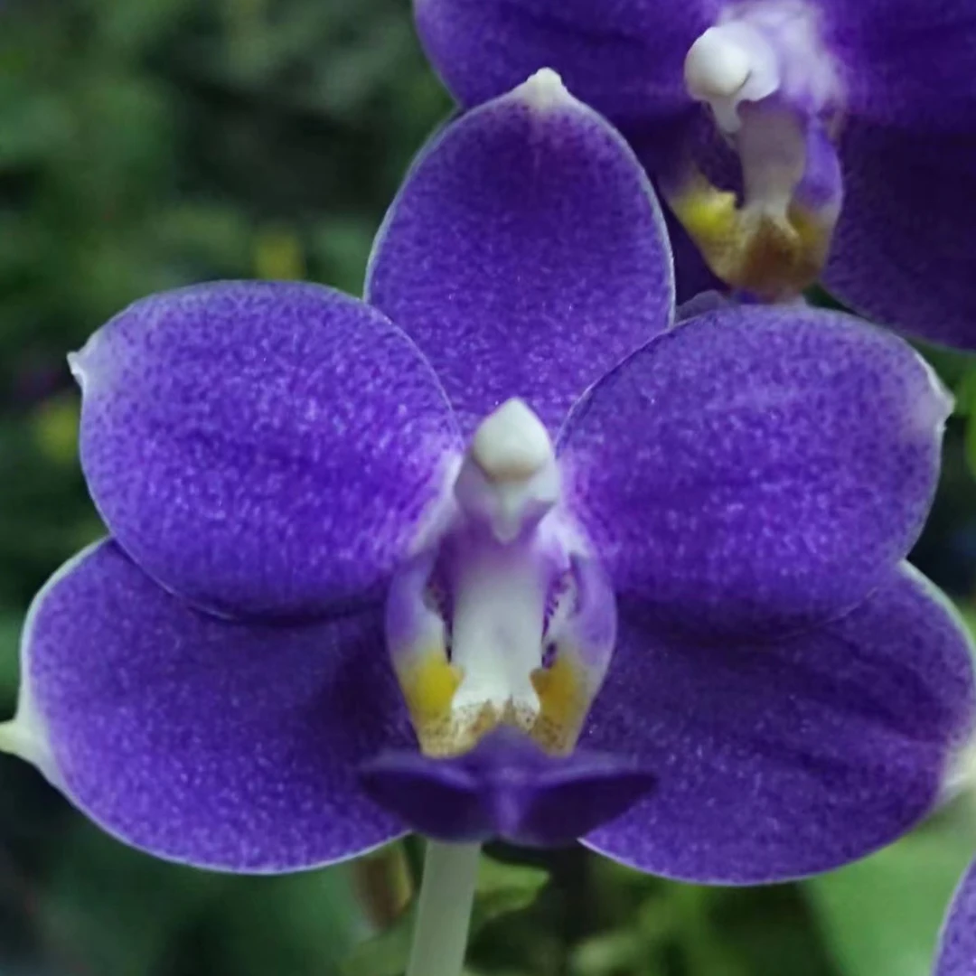 花农杰哥原生种蝴蝶兰1.7寸苗柳林蓝兔