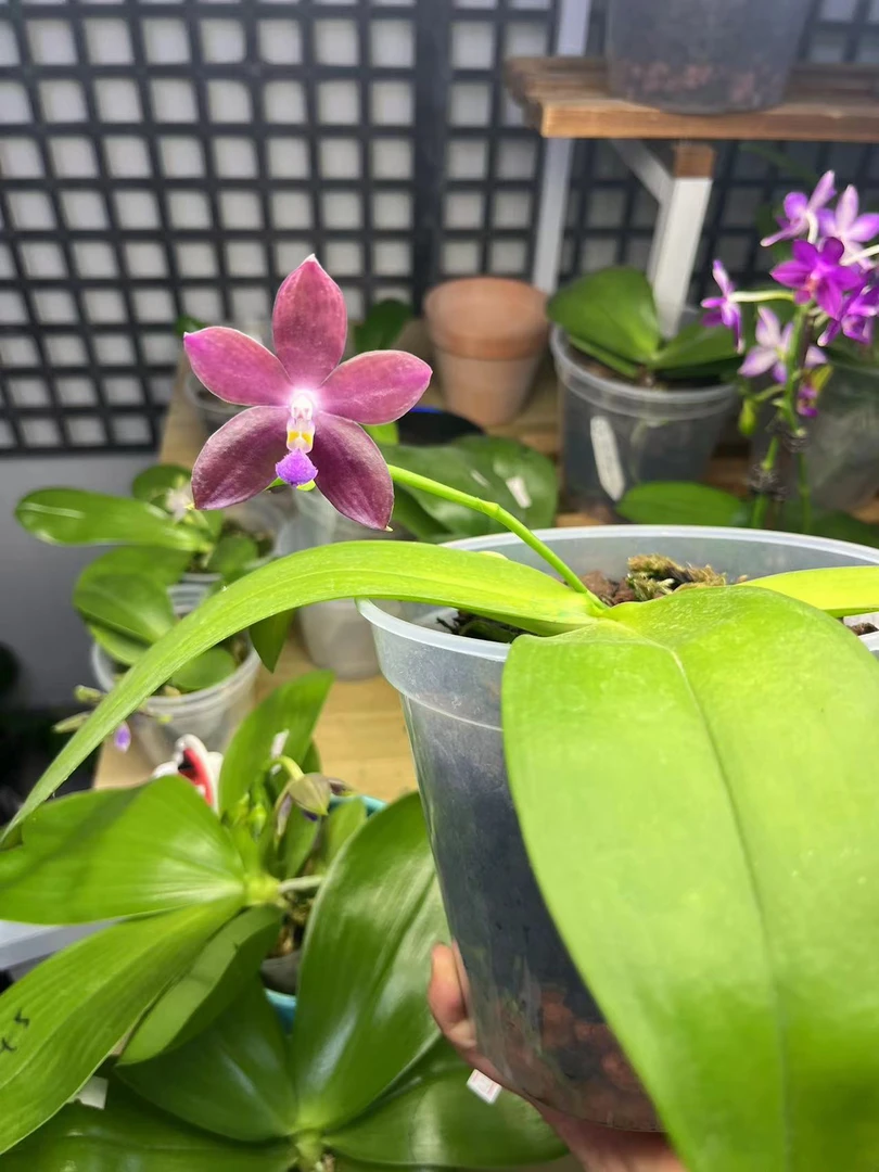 花农杰哥原生种趣味珍奇类蝴蝶兰花直播专用