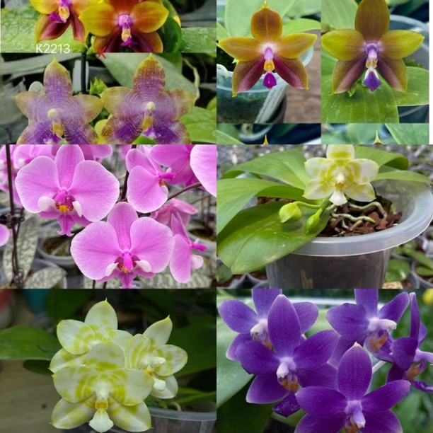 花农杰哥原生种珍奇类专用蝴蝶兰