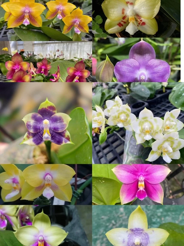 花农杰哥原生种趣味蝴蝶兰盆栽绿植花卉弥陀系列