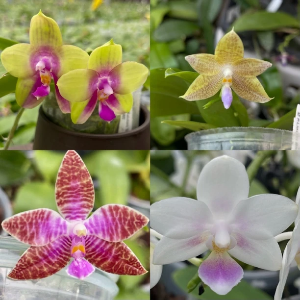 花农杰哥原生种直播用蝴蝶兰JG