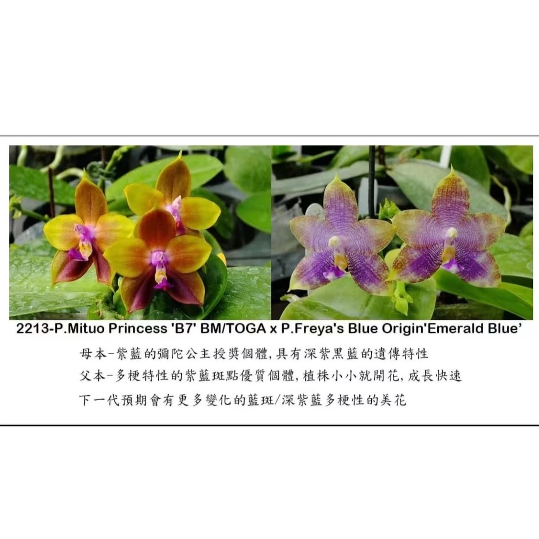 花农杰哥原生种蝴蝶兰盆栽绿植花卉K2213