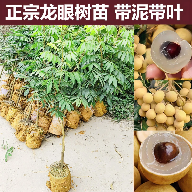 桂圆龙眼树苗特大石硖储良四季嫁接果树苗盆地栽南方种植带泥带叶