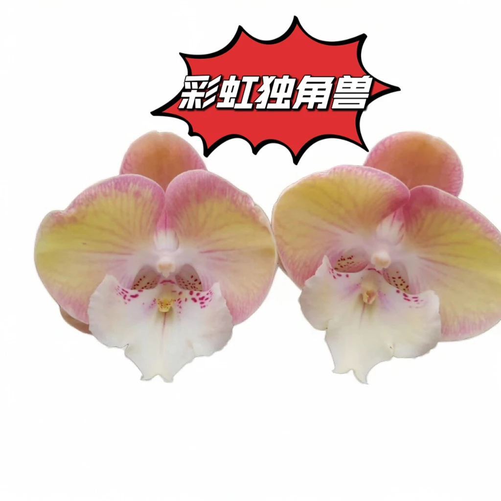 （彩虹独角兽）2.5杯蝴蝶兰/成熟苗