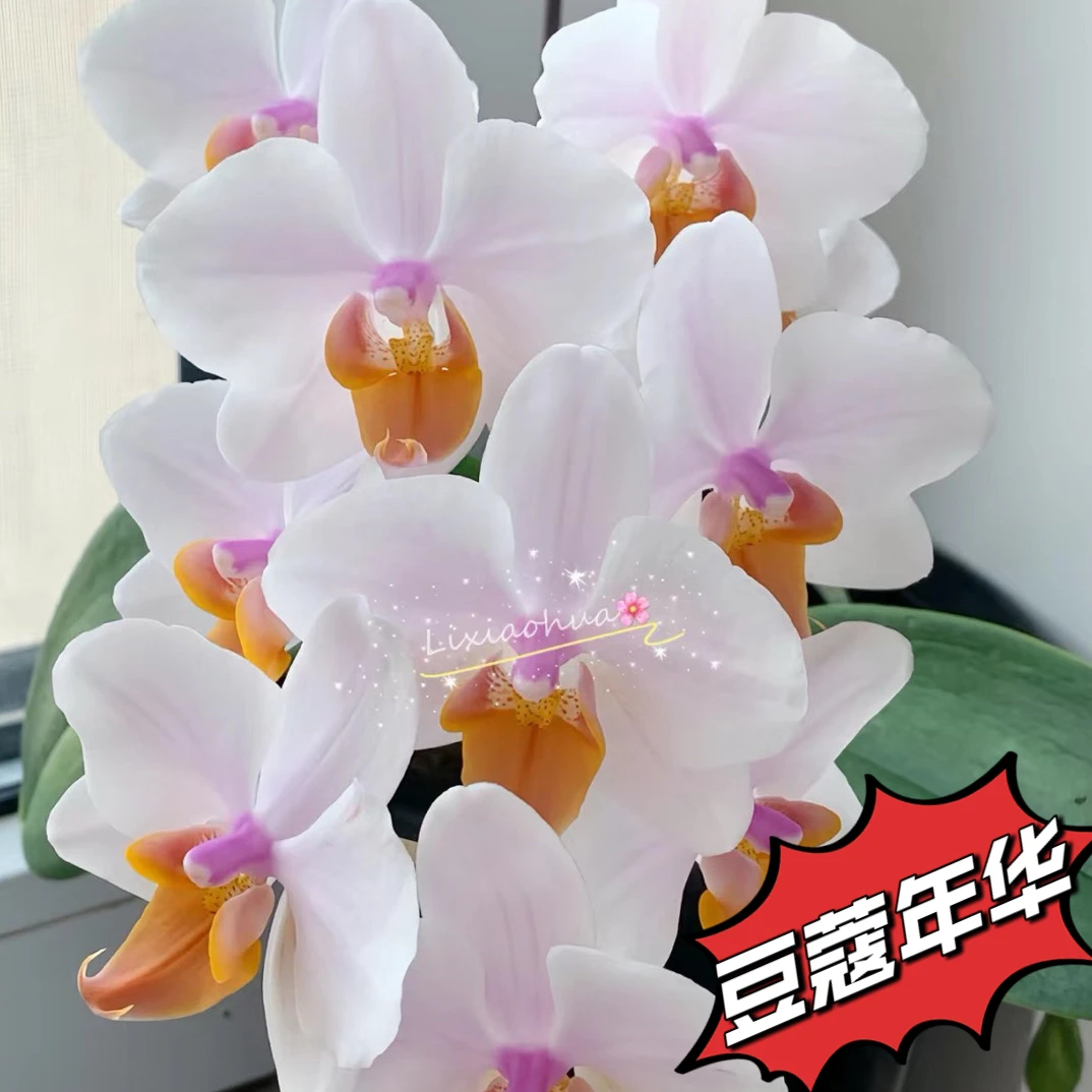 蝴蝶兰/2.8(豆蔻年华)花苞株