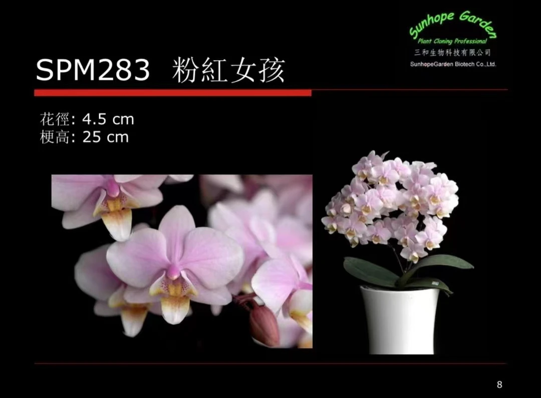 2.8蝴蝶兰粉红女孩成熟苗