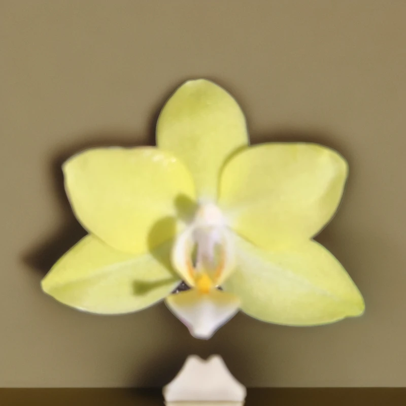 （芭比娃娃）2.8杯蝴蝶兰/抽梗/花苞株