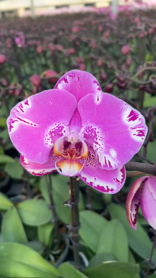 3.0杯（藏宝图2）开爆花