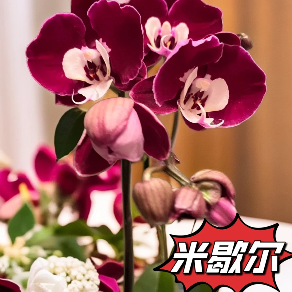 蝴蝶兰3.0杯（米歇尔剑芯苗2）花苞 开花株