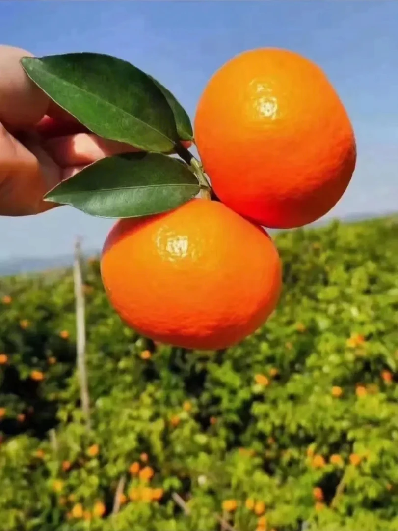 【缤纷可芒】花蜜精品沃柑3斤装