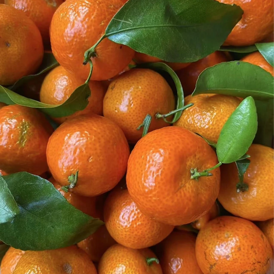 【缤纷可芒】正宗新鲜散装砂糖橘 2斤 新鲜应季水果纯甜