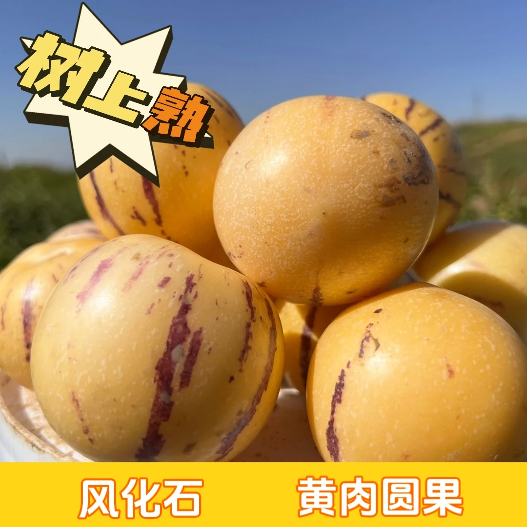 石林火山岩树上熟人参果现摘现发黄肉圆果果农净含量3斤/5斤/9斤