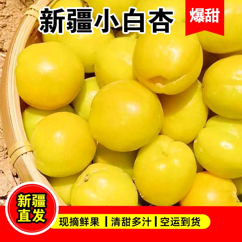 【新疆直发】新疆轮台小白杏香甜爆汁挂在树上的白色蜂蜜空运直发