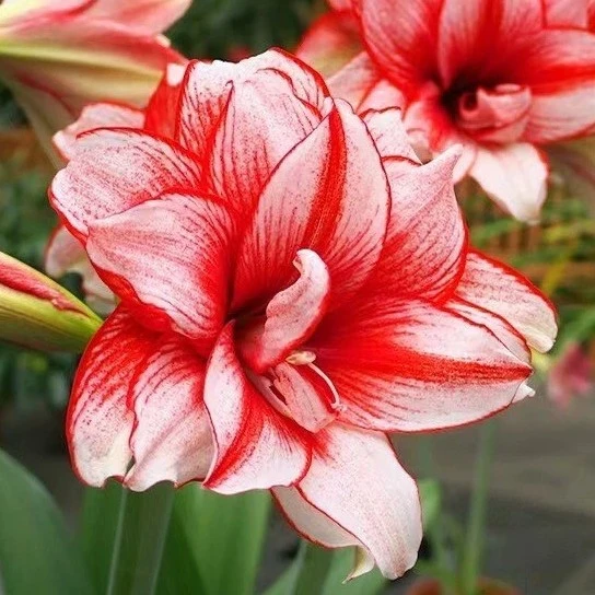 南非朱「鬼魅」重瓣朱顶红  种植小苗