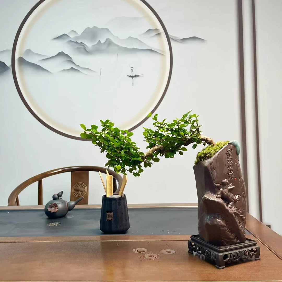 【飘枝福建茶】盆景盆室内diy好养小盆修剪绿植花卉茶室客厅