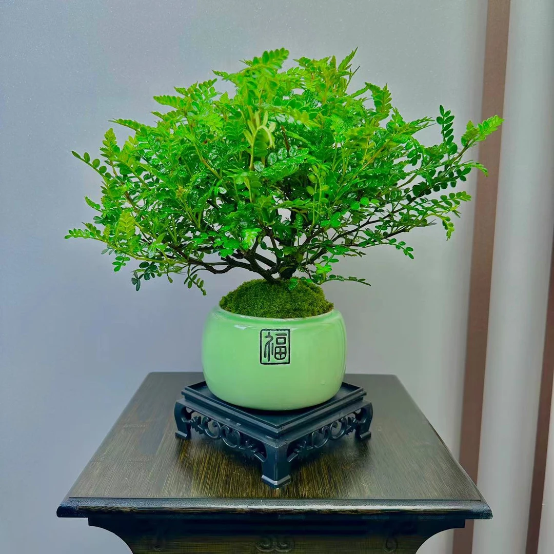 【大棒棒糖清香胡椒木】盆景室内好养盆栽绿植美观茶室客厅阳台