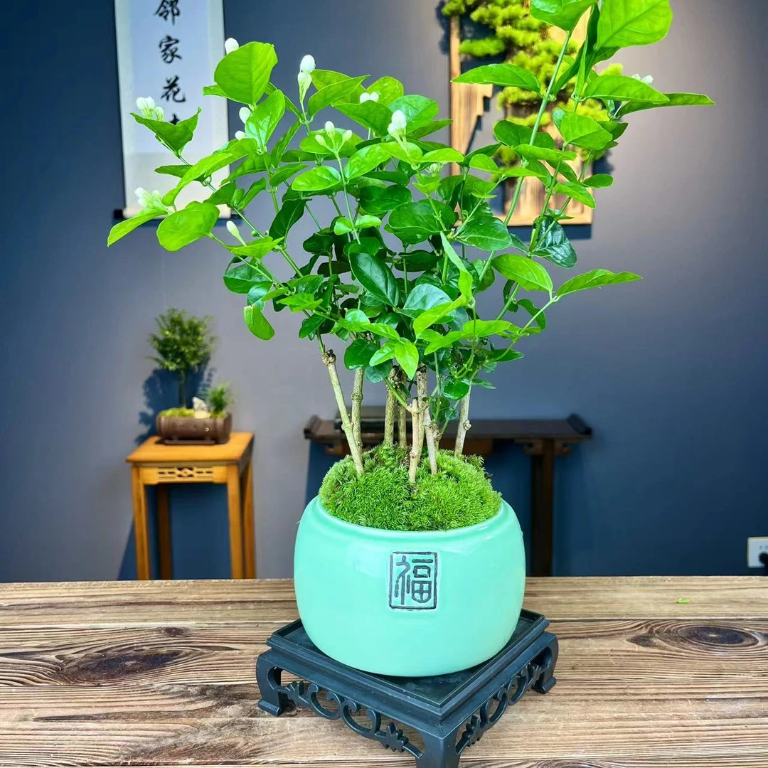 茉莉花盆栽四季飘香客厅四季盆景绿植花卉阳台花苗开花养护