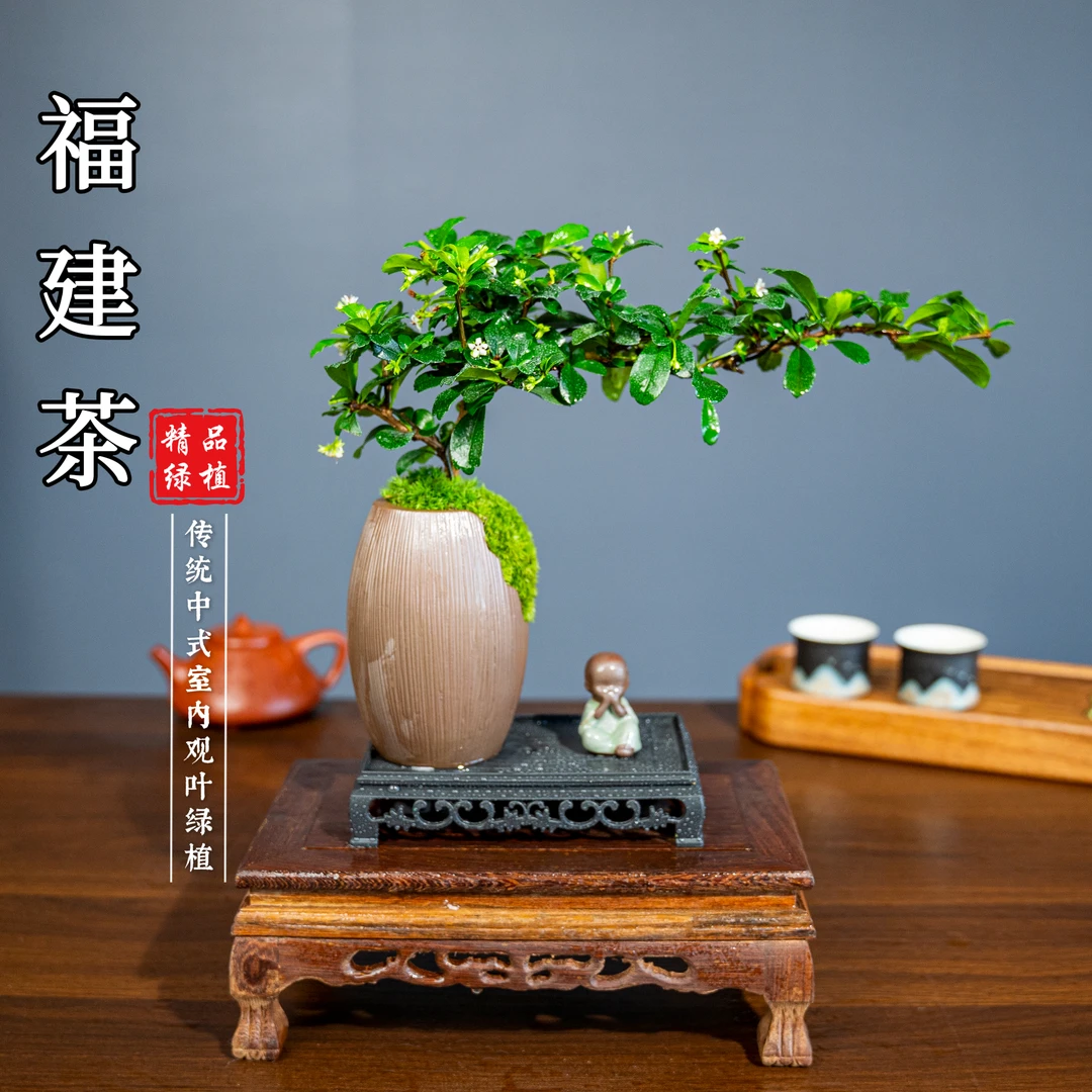 小叶福建茶悬崖微盆景小老桩办公室室内花卉盆栽好养四季开花结果
