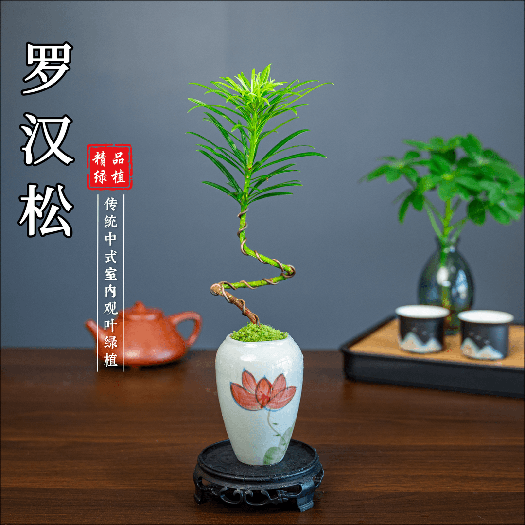 【精美罗汉松】微小桌面盆栽茶宠绿植花卉高级名贵好看养护简单国风