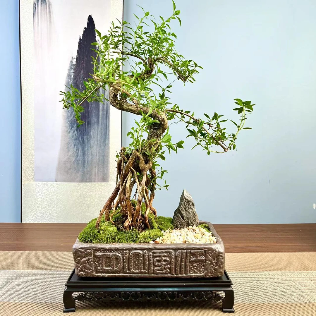 【老桩S弯六月雪】六月雪瓷盆悬崖金边微景迷你办公室绿植白花美观