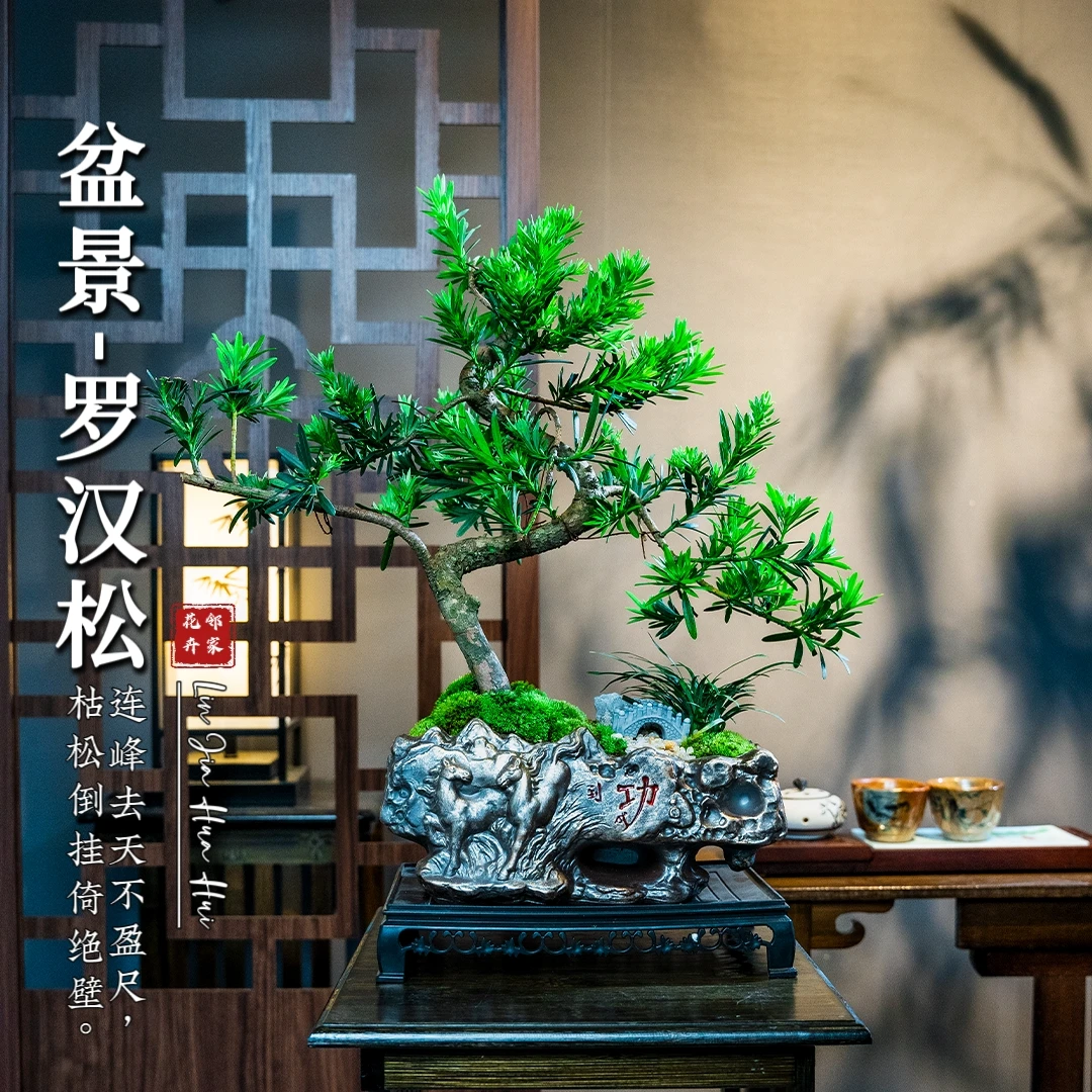 【罗汉松盆景】迎客造型树桌面高档绿植松柏文人办公室中式盆栽