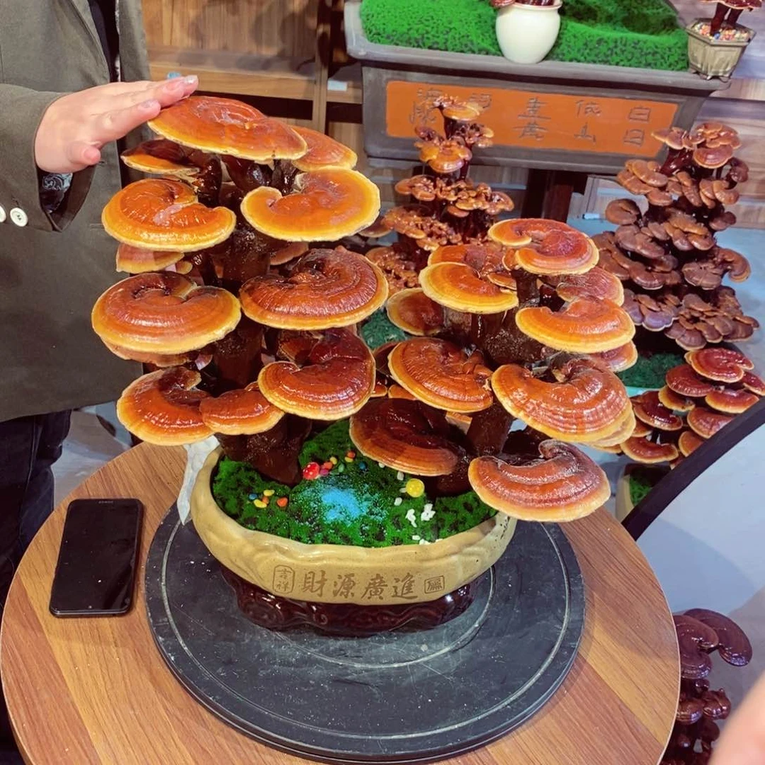 发财树发财树发财树