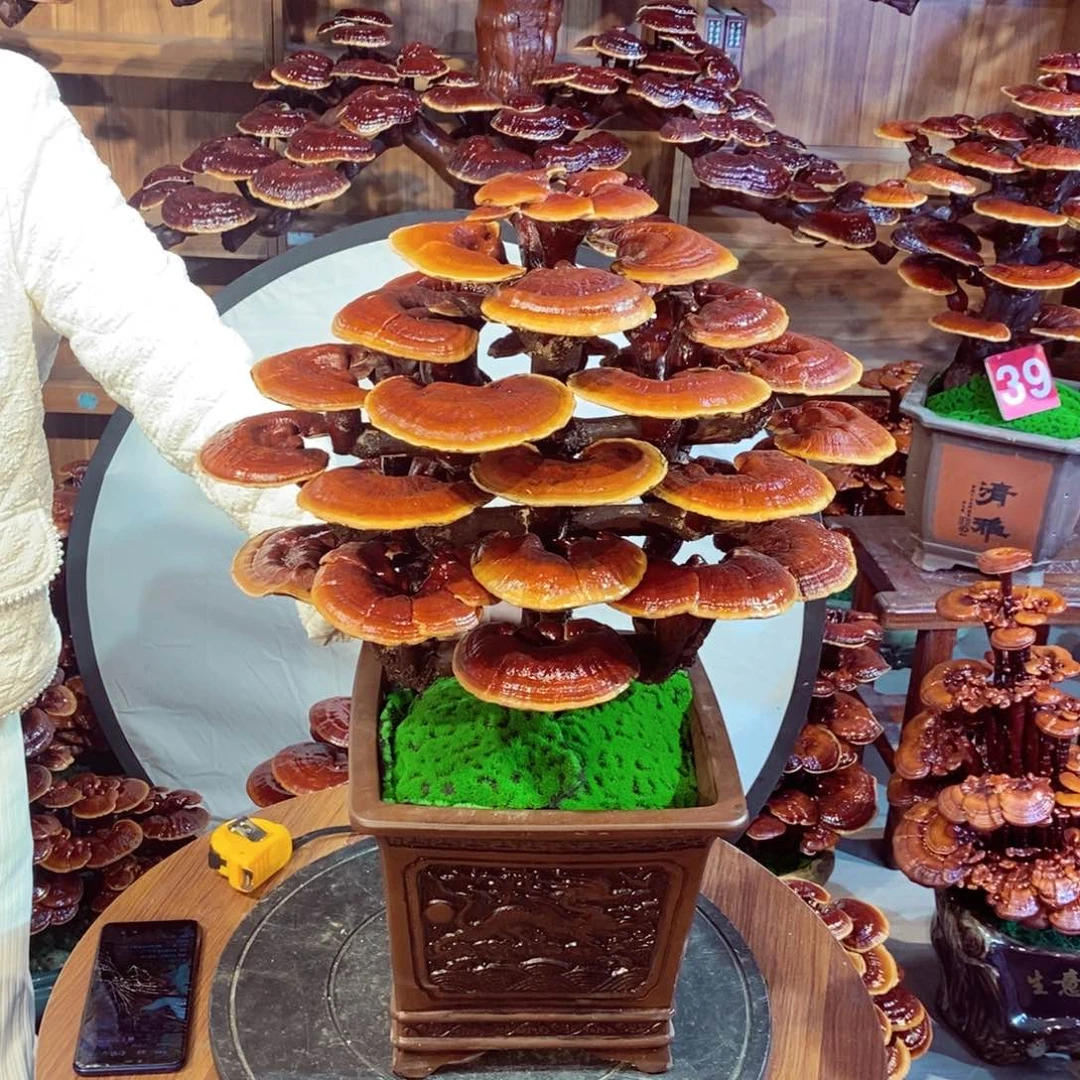 发财树发财树发财树