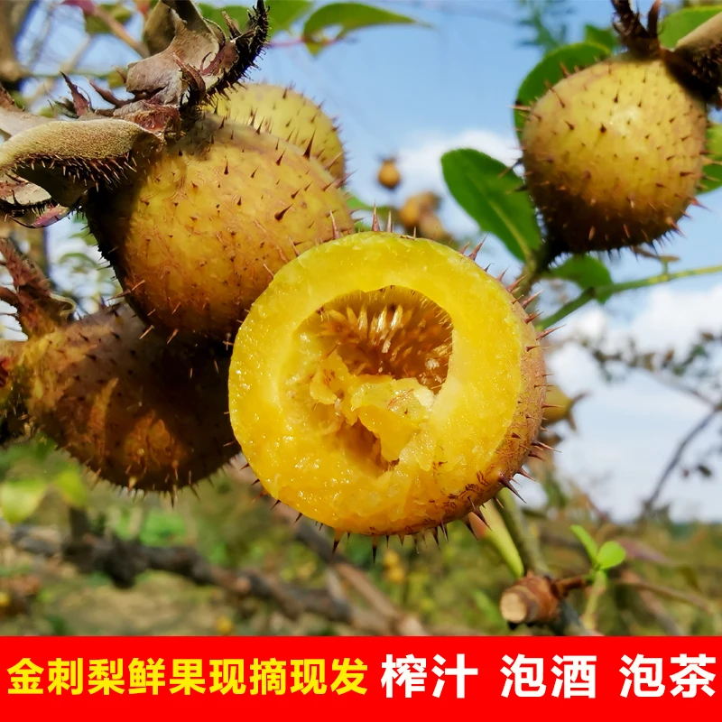 贵州安顺金刺梨鲜果 现摘现发新鲜无籽刺梨野生 原汁原味泡酒榨汁