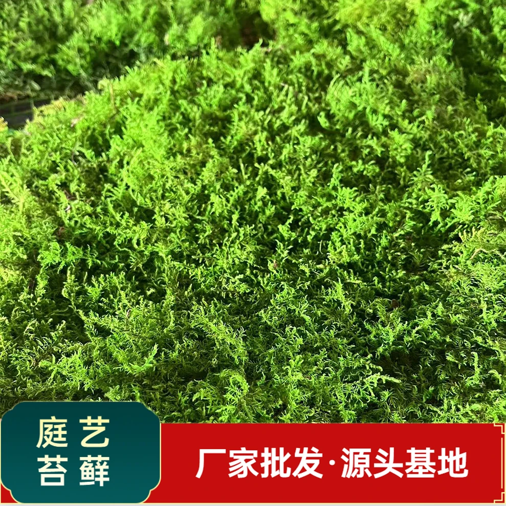 永生大羽藓嫩绿色植物铺面室内微景观真苔藓生态瓶水陆雨林缸造景