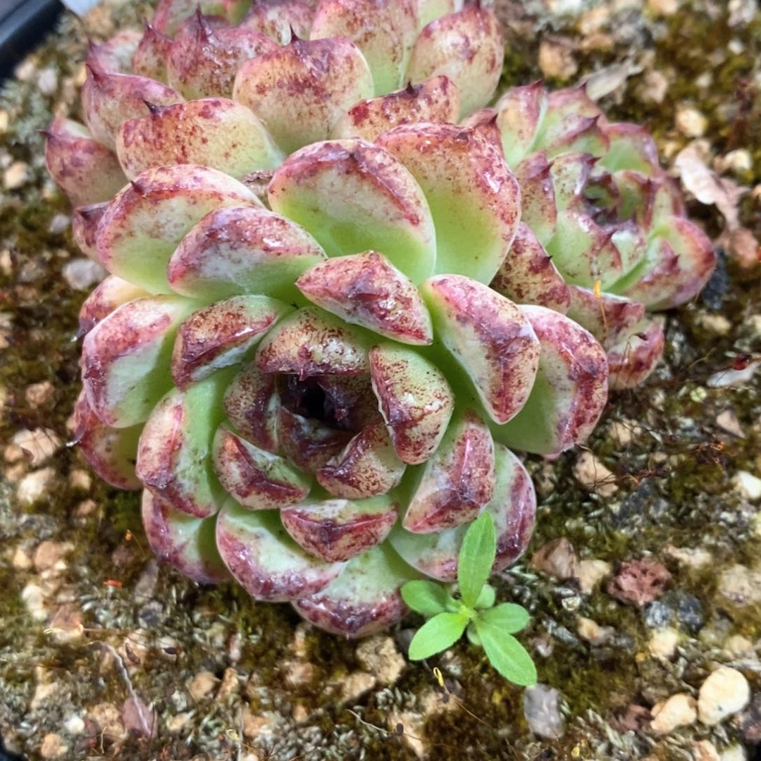 【闪购商品】三头糊糊特价
