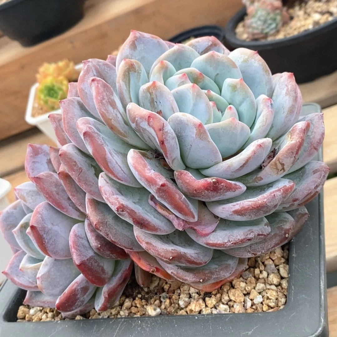 【闪购商品】双头大橙子特价
