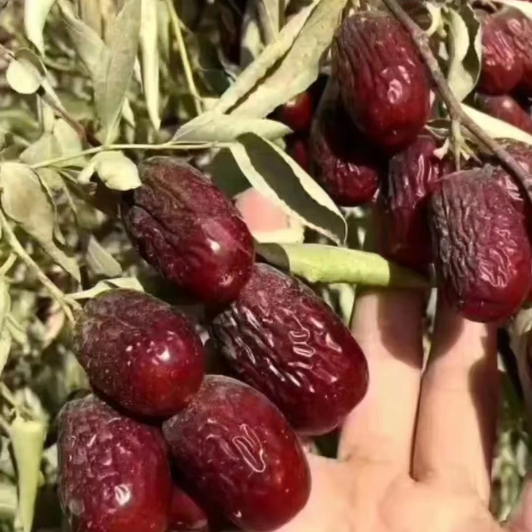 朱姐（一级）6斤新疆若羌米兰36团灰枣未清洗年货送礼自吃