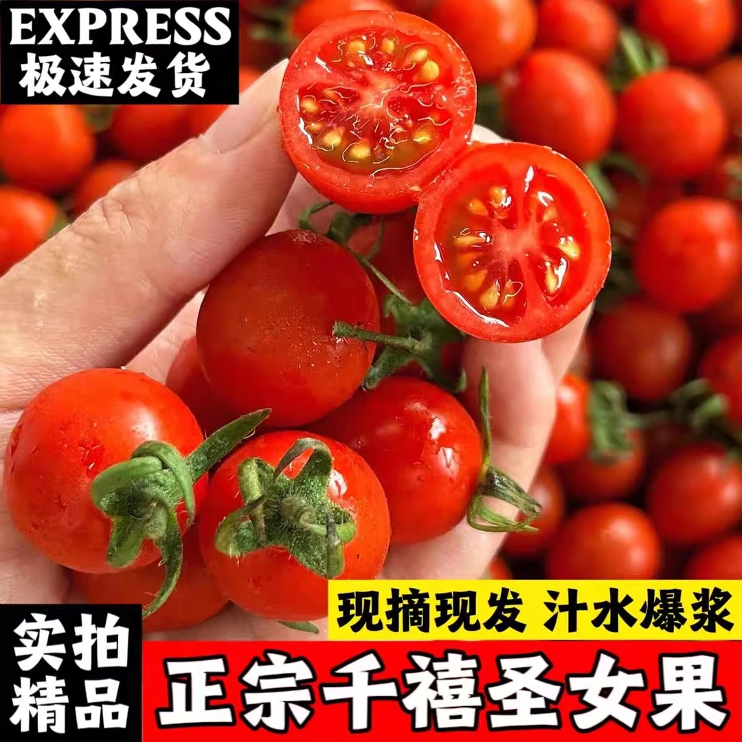 【露天自然熟】攀枝花小番茄千禧圣女果新鲜水果多汁3斤5斤