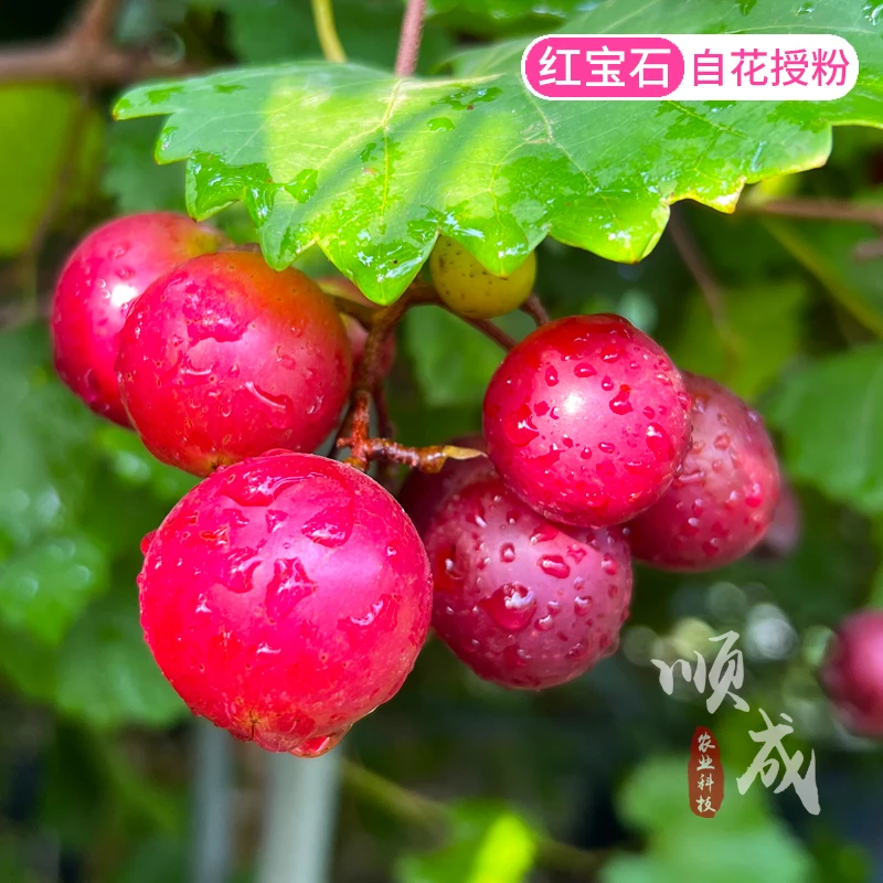 圆叶葡萄苗红宝石格威尔保尔克果树苗懒人葡萄树苗抗病丰产味甜蜜